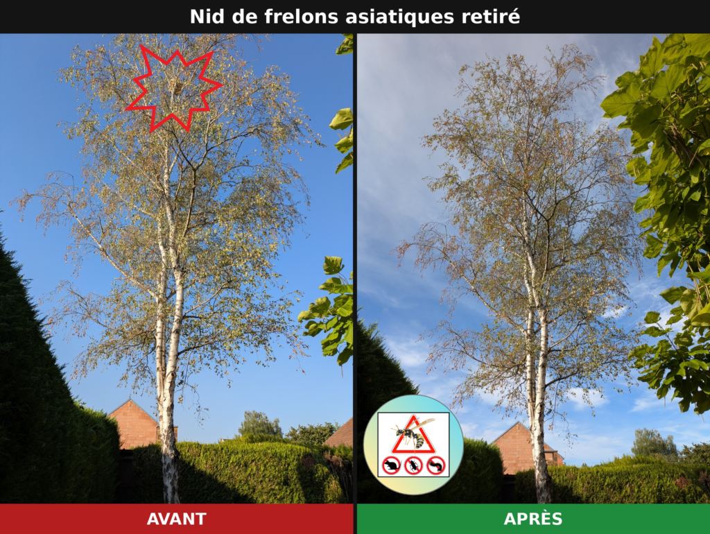 Avant et après retrait du nid de frelons