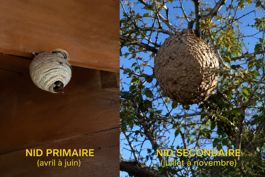 Nids de frelons asiatiques à Orléans