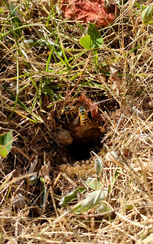Un nid de guêpes dans le sol à Saint Jean de Braye Avenue Louis-Joseph Soulas
