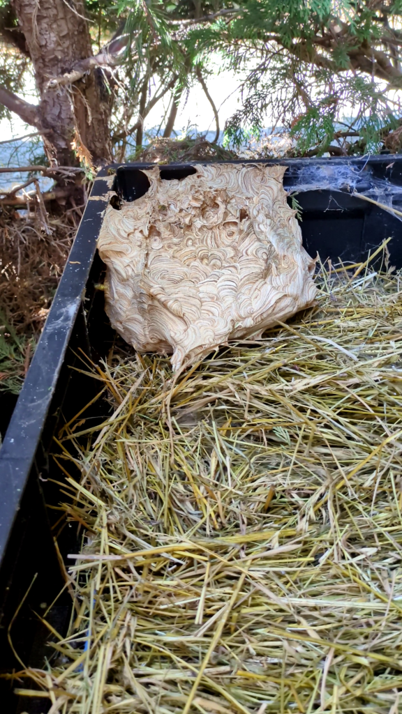 Un nid de guêpes dans un coffre dehors Boulevard de Lamballe à Fleury les Aubrais