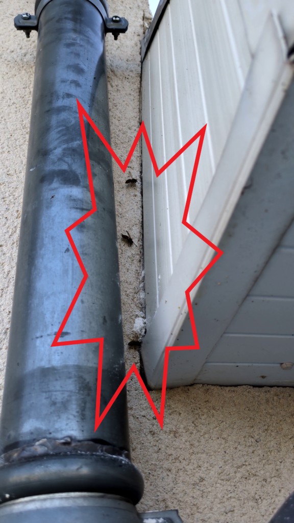 Un nid de guêpes dans le mur à Saran rue du bourg