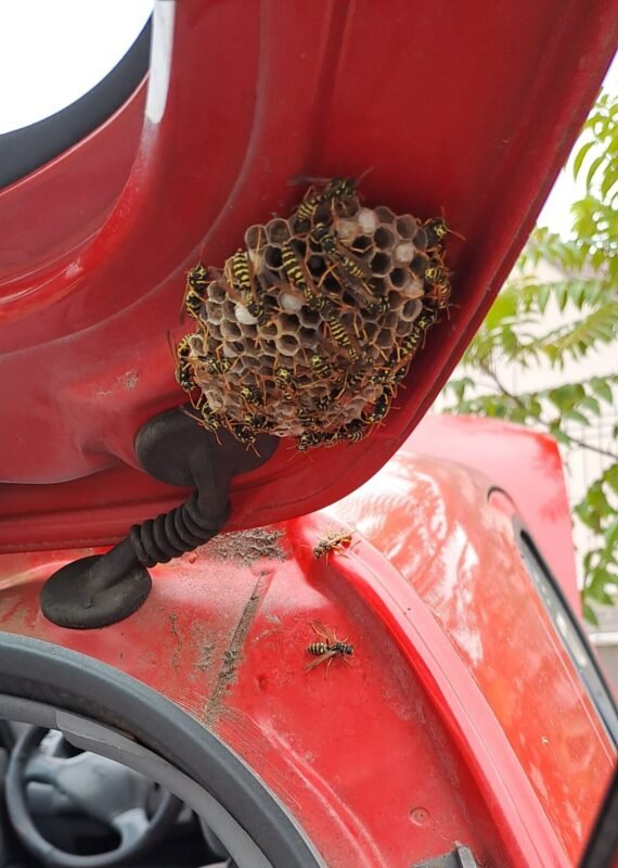 Nid de guêpes dans la voiture