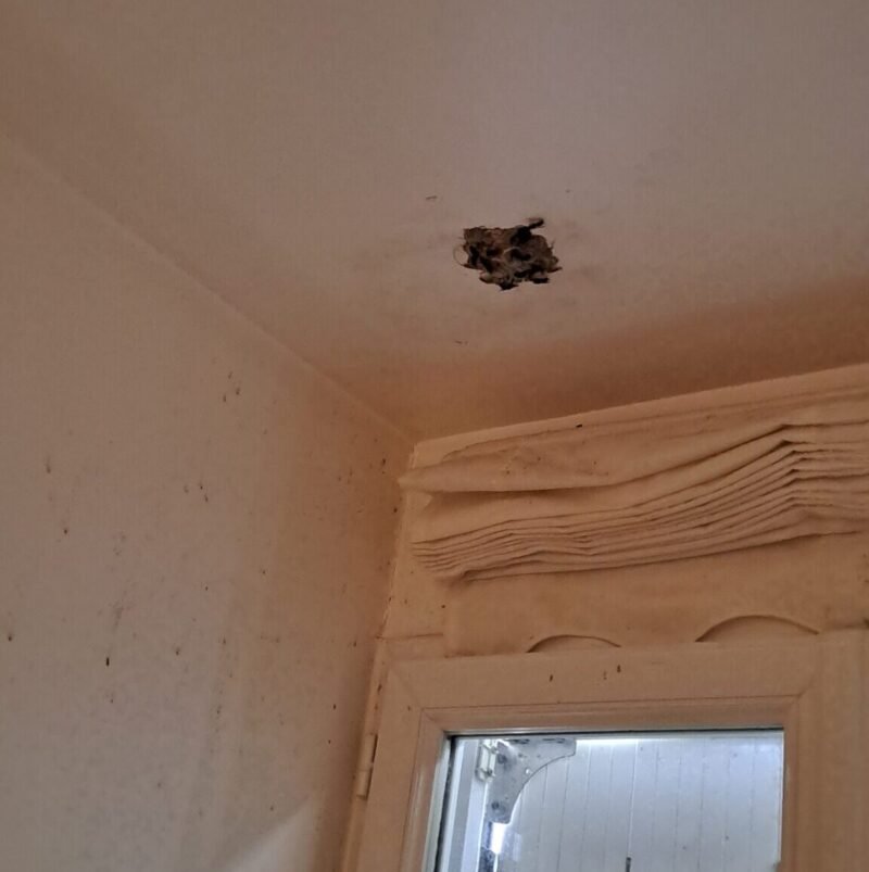 Nid de guêpes dans le mur