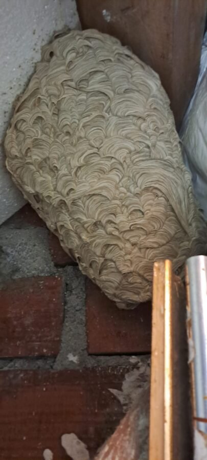 Nid de guêpes dans le grenier