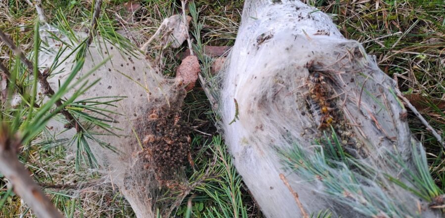Chenilles processionnaires du pin