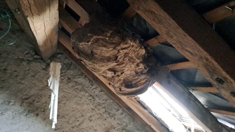 Nid de frelons asiatiques dans le garage