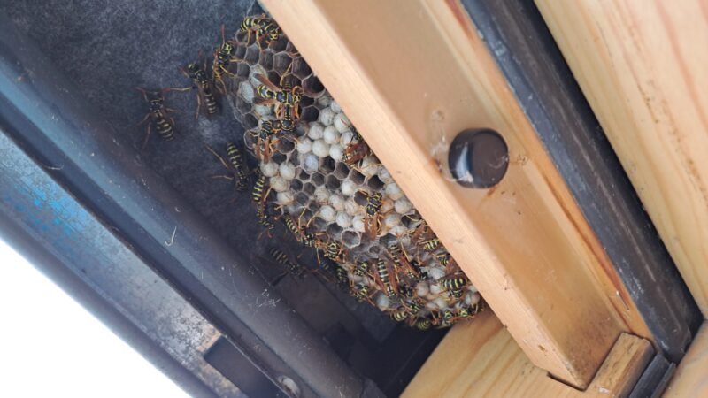 Guêpes polistes dans le velux