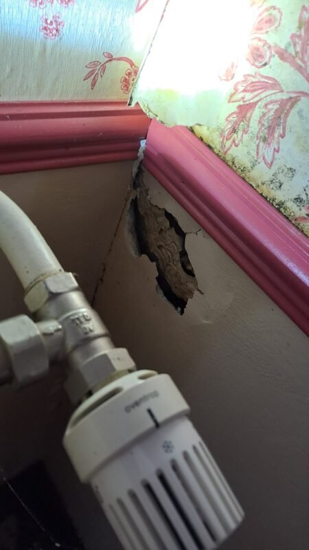 Nid de guêpes dans le mur