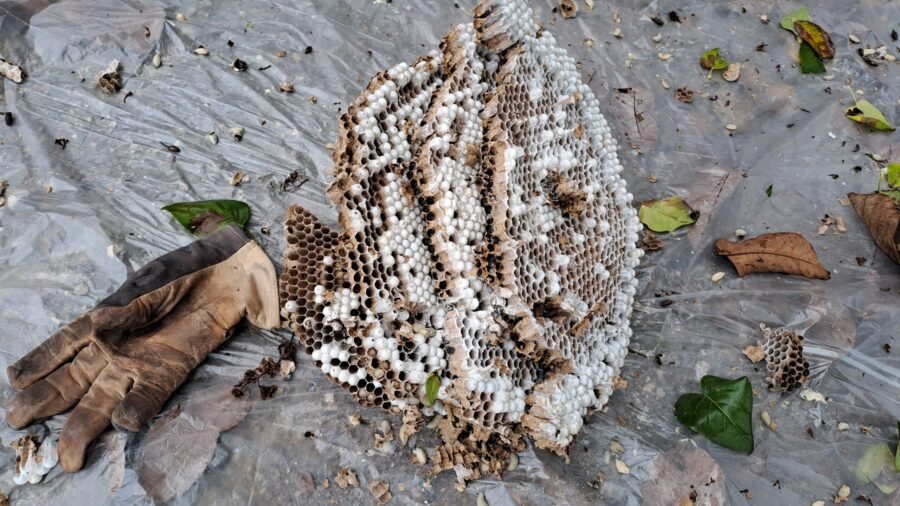 Nid de frelons retiré d'un arbre