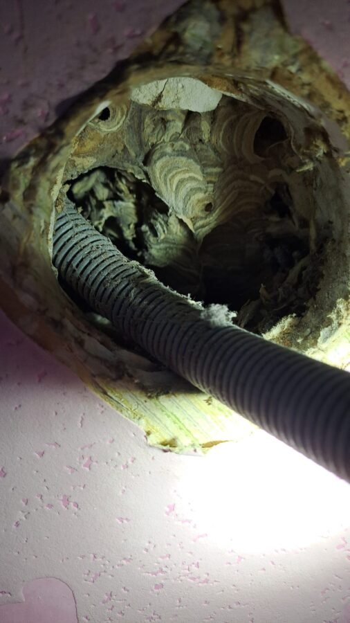 Nid de guêpes dans un mur derrière la prise