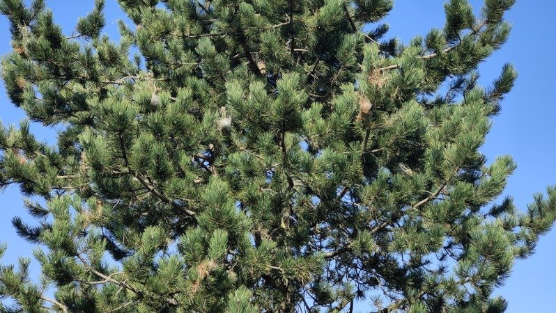 Nids de chenilles dans un arbre