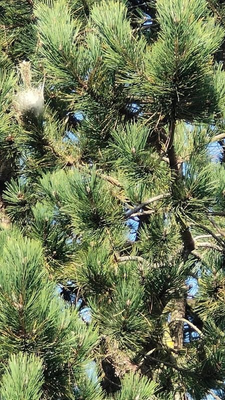 Cocons de chenilles processionnaires dans le sapin