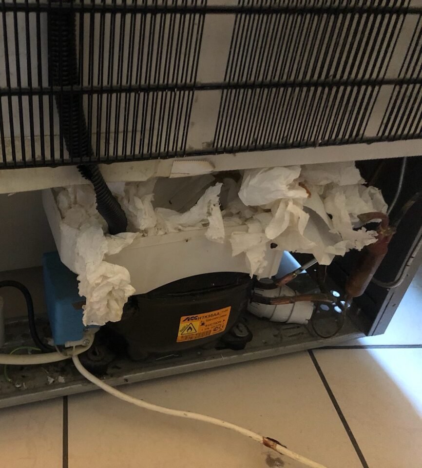 Rats dans la cuisine
