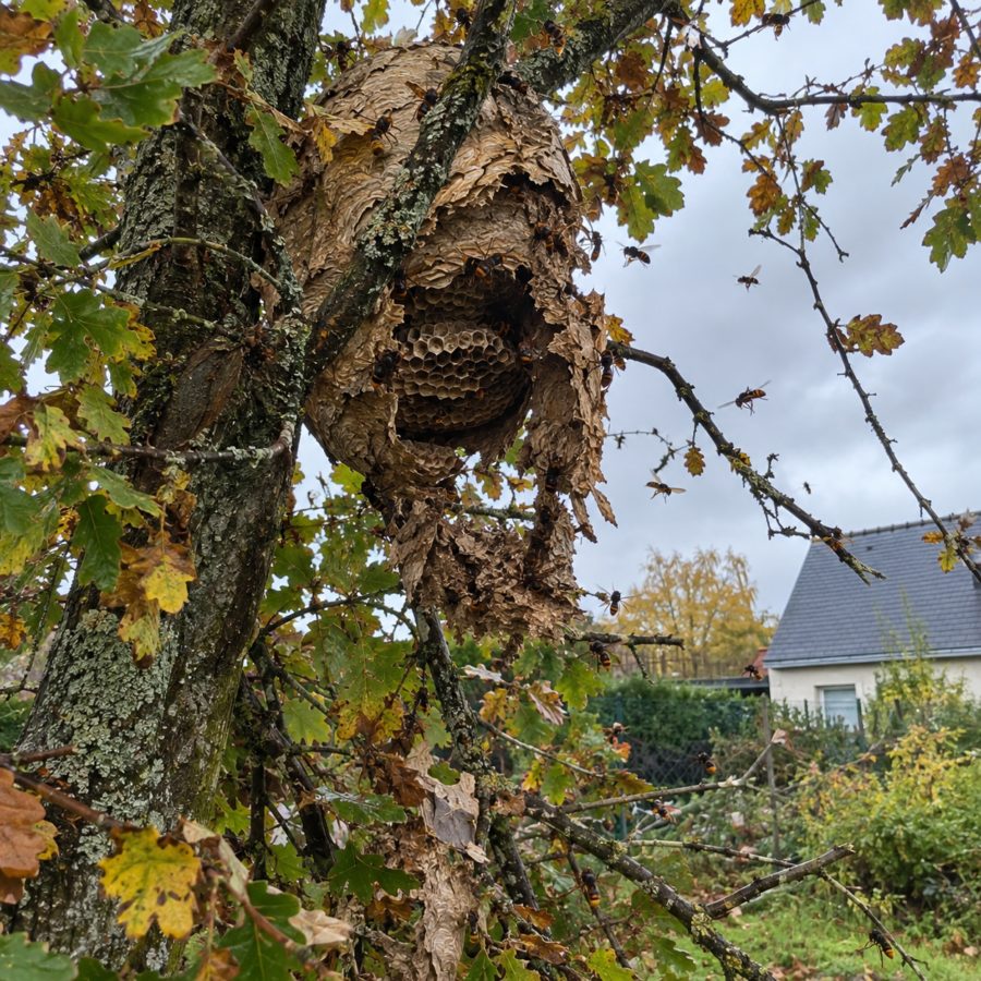 Nid de frelons cassé dans un arbre