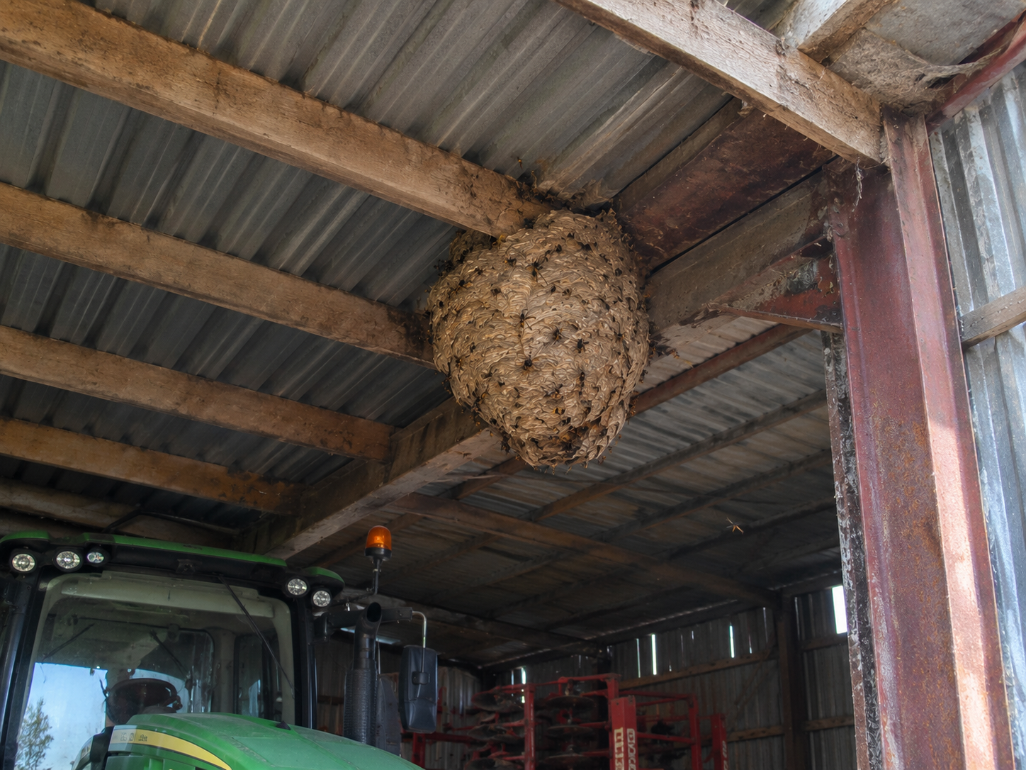 Nid de frelons dans un hangar