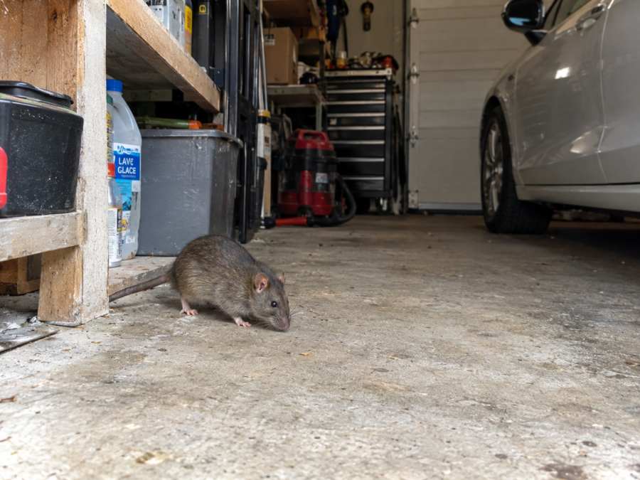 Rat dans un garage à Orléans