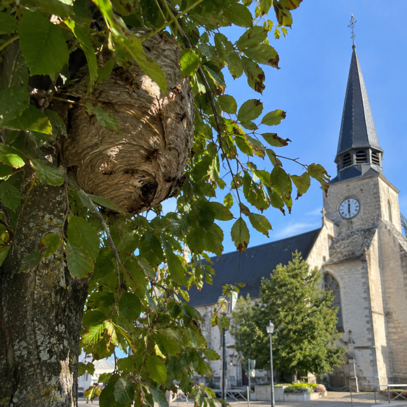 Nid de guêpes dans un buisson
