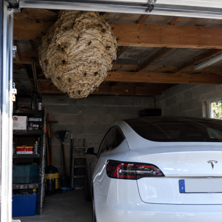Nid de frelons dans le garage