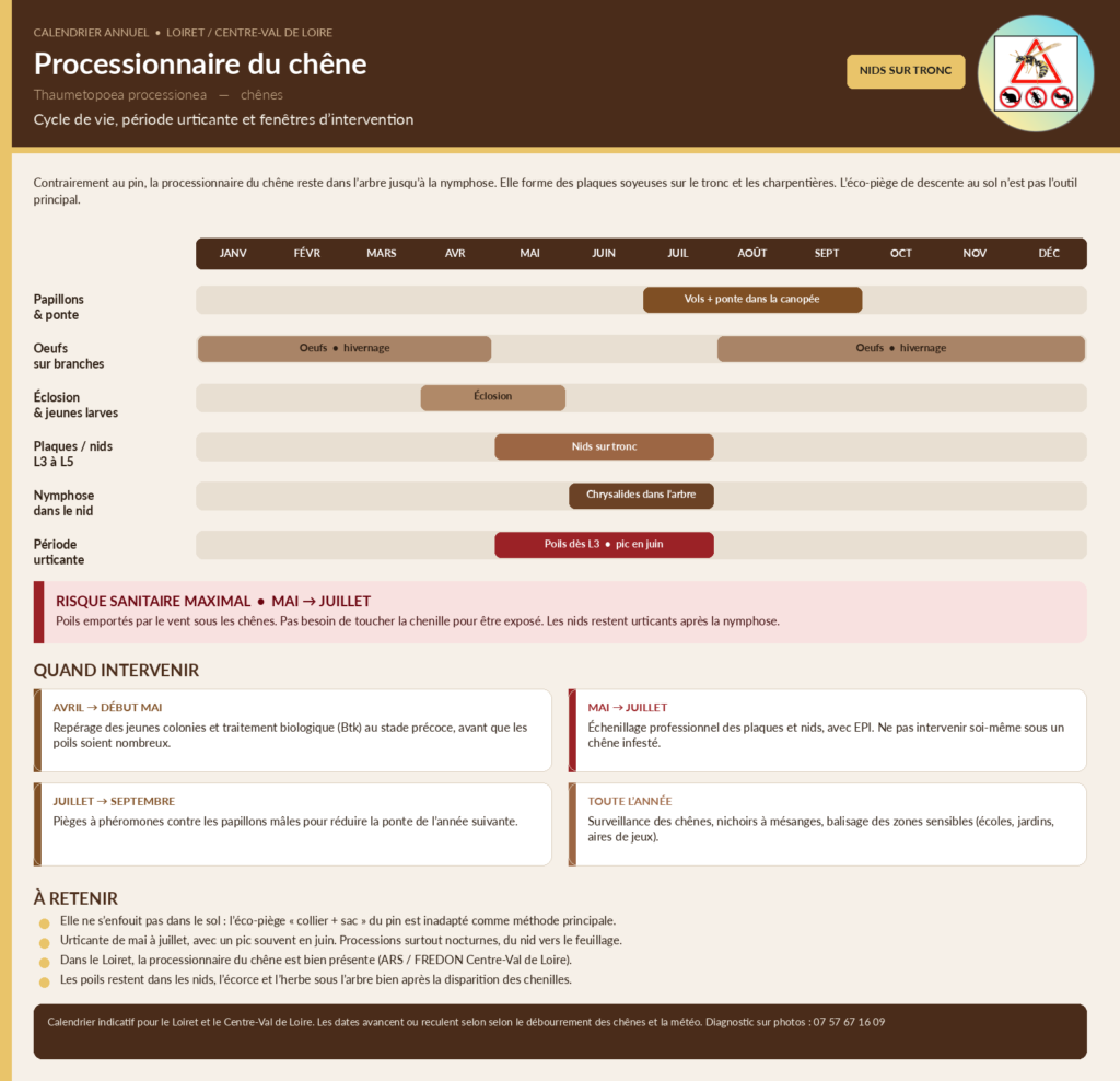 Cycle de la chenille processionnaire du chêne