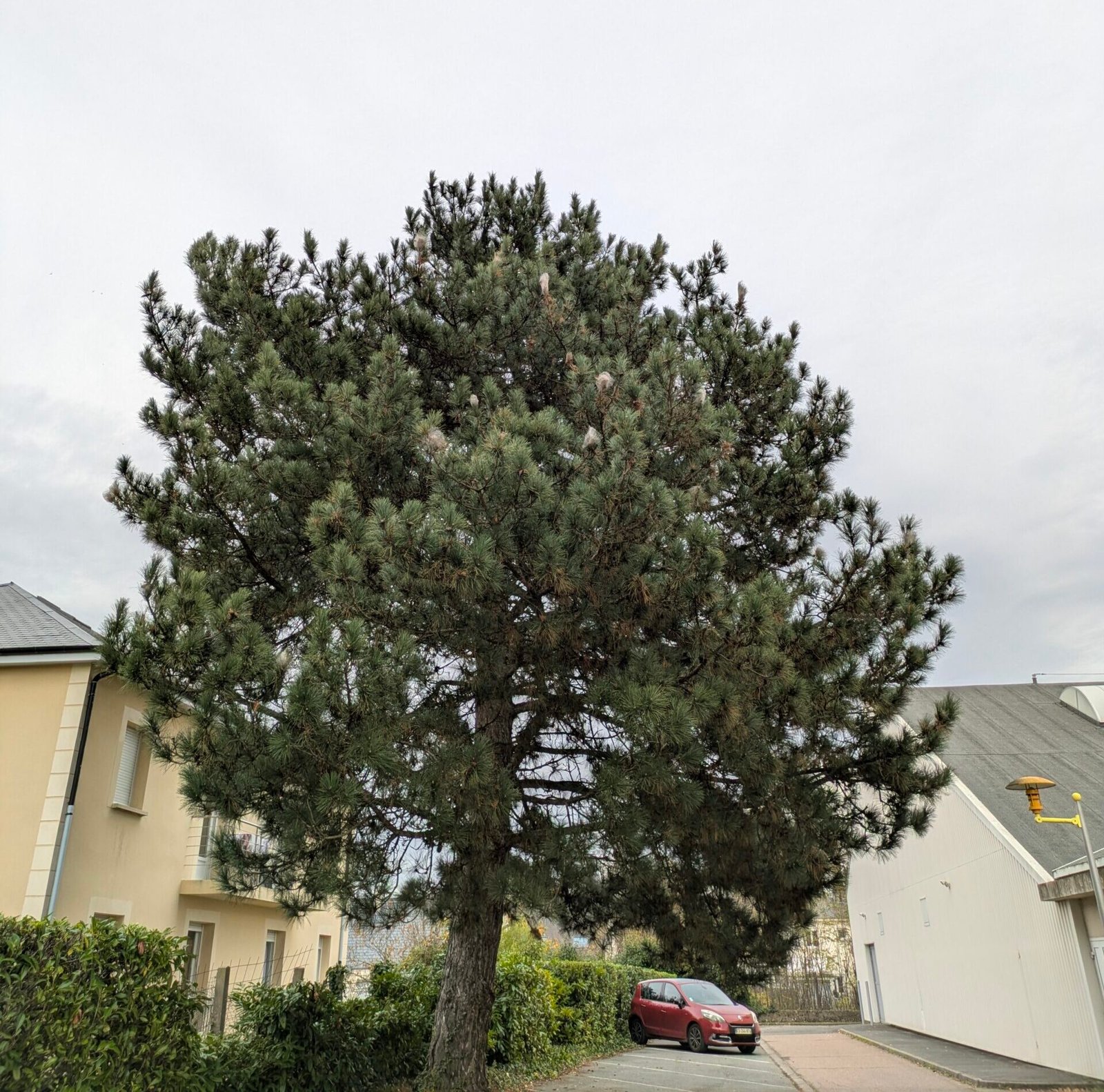 Chenilles dans le sapin