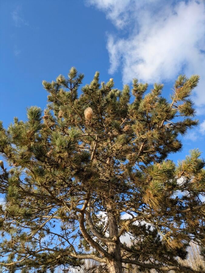 Nids de chenilles dans un arbre