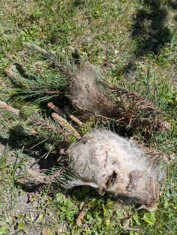 Chenilles processionnaires nid détruit