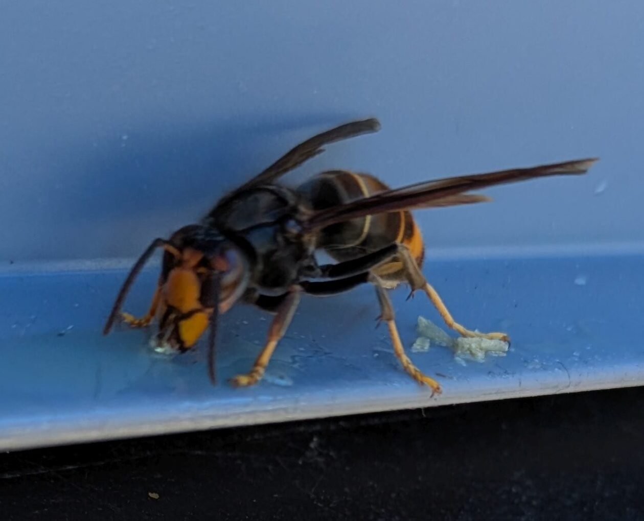 Frelon à pattes jaunes dit asiatique