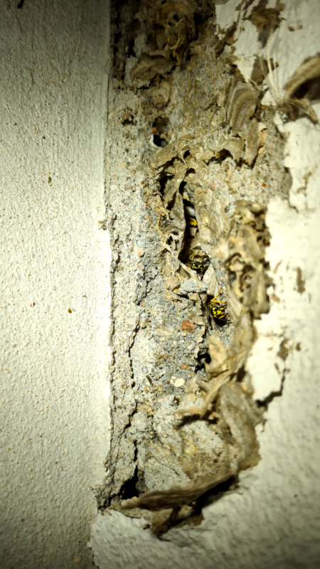 Nid de guêpes dans un mur